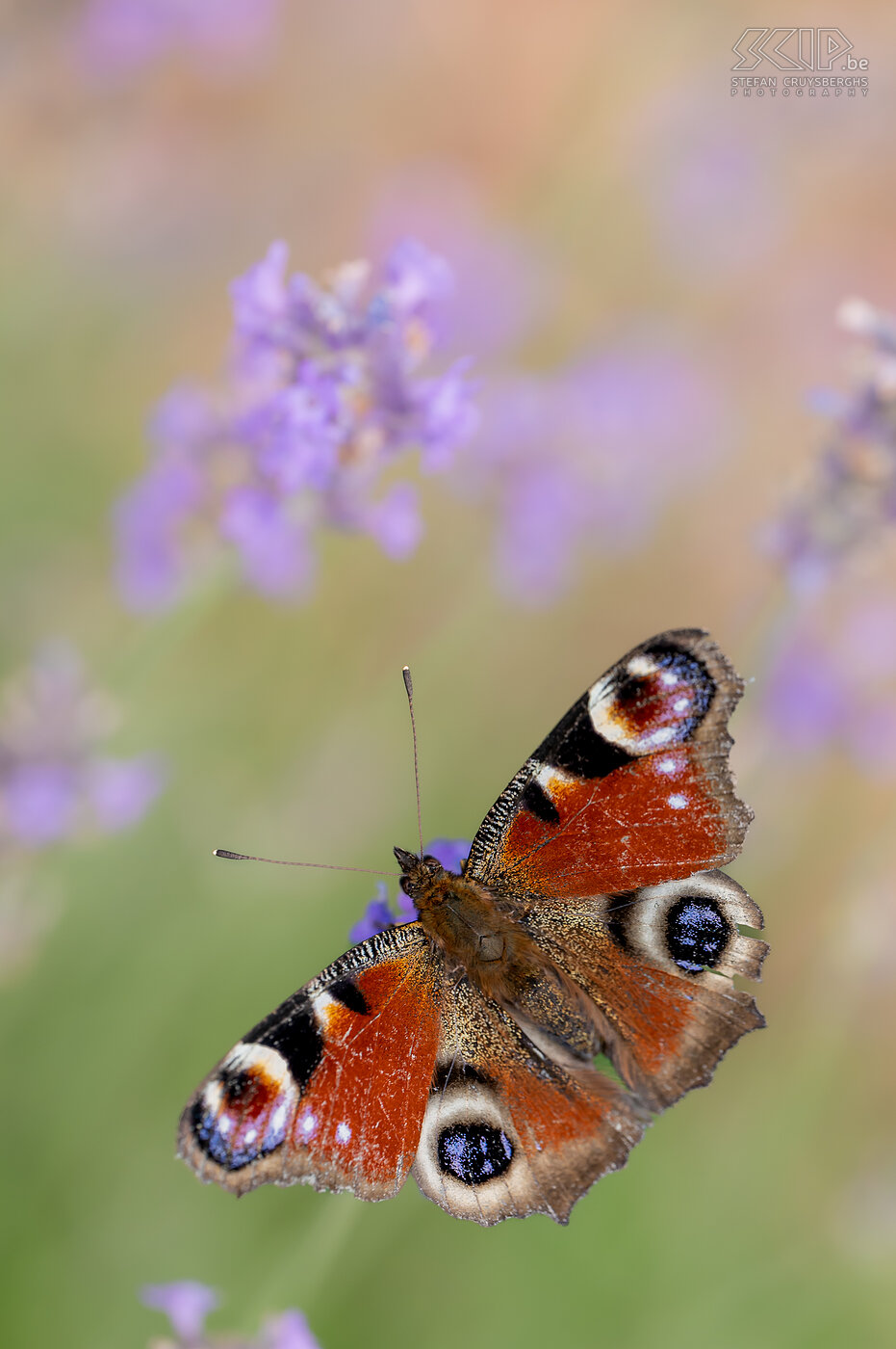 Vlinders - Dagpauwoog Een van de bekendste dagvlinders is ongetwijfeld de bontgekleurde dagpauwoog (Aglais io). 't Is ook één van de eerste soorten die in de lente ten tonele verschijnt.<br />
 Stefan Cruysberghs